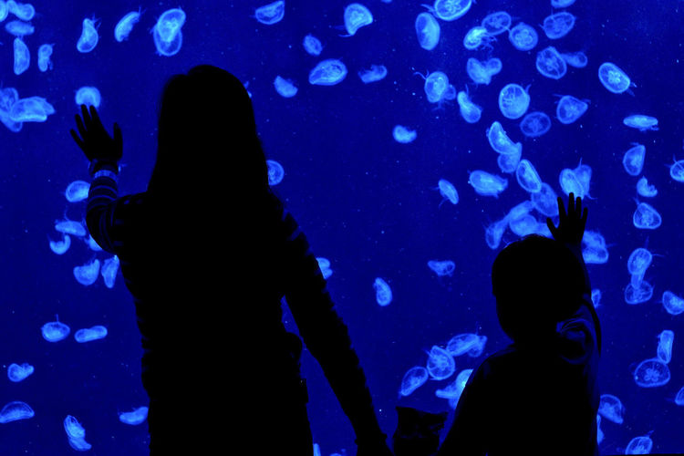 Rear view of silhouette woman swimming in aquarium