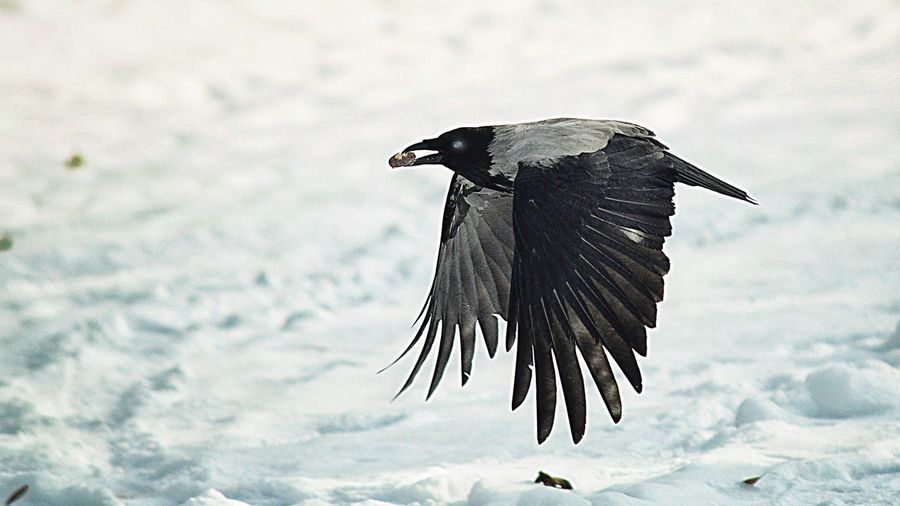 Close-up of bird flying over frozen lake during winter