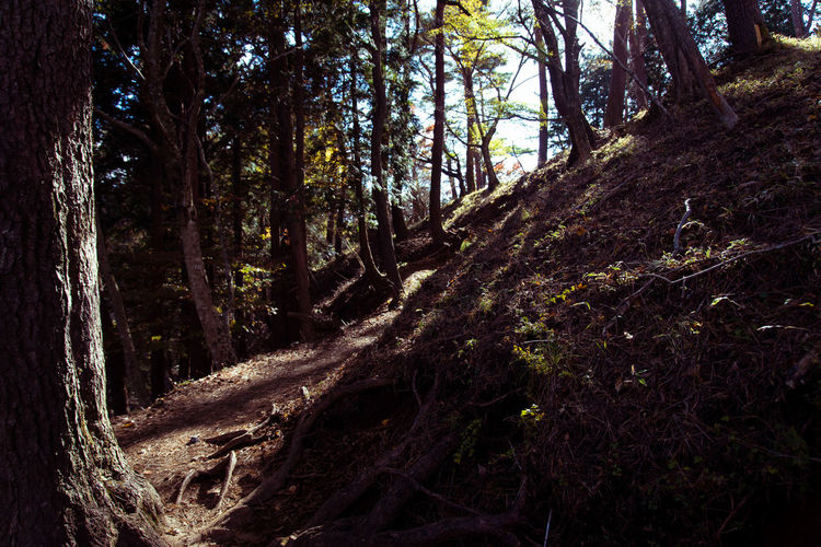 tree