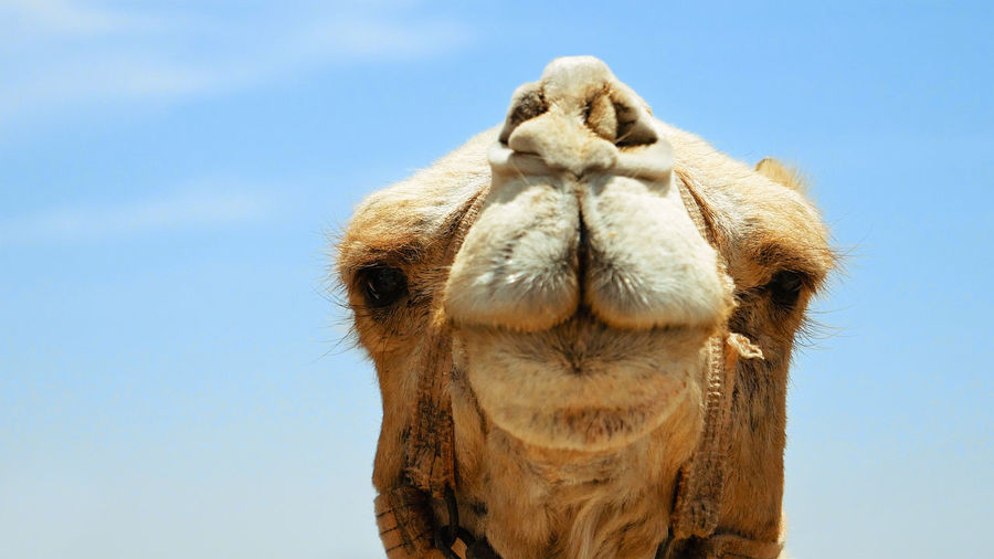 Close-up of camel against sky