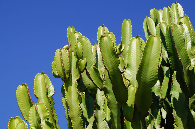 Low angle view of prickly pear cactus against clear sky
