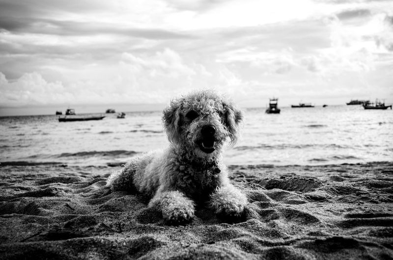 Hairy dog relaxing on sand at beach against cloudy sky