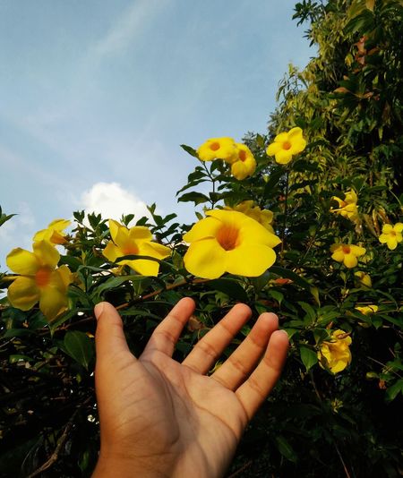 Hand holding flower against sky