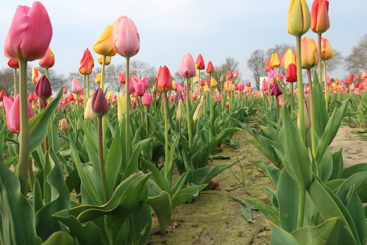 Close-up of tulips in field against sky