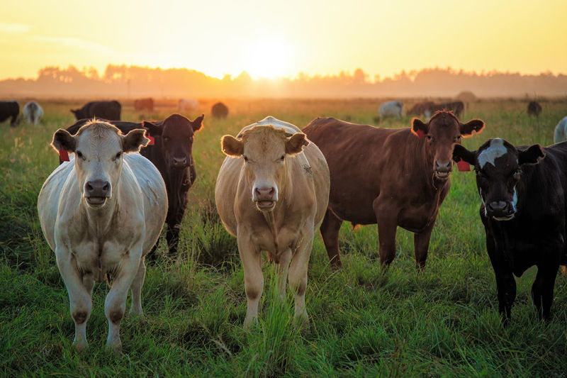 Cows standing in field during sunset