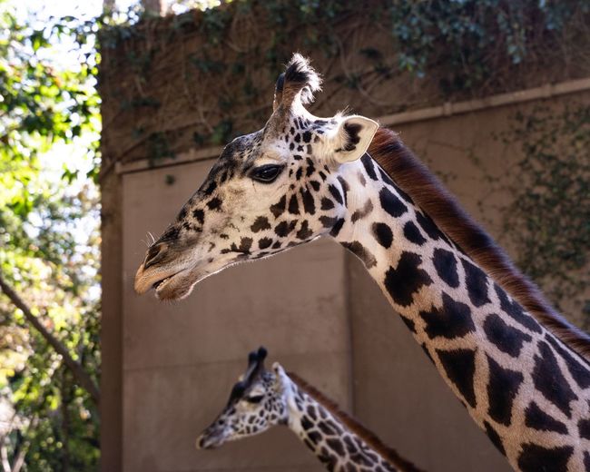 Close-up of giraffe in zoo