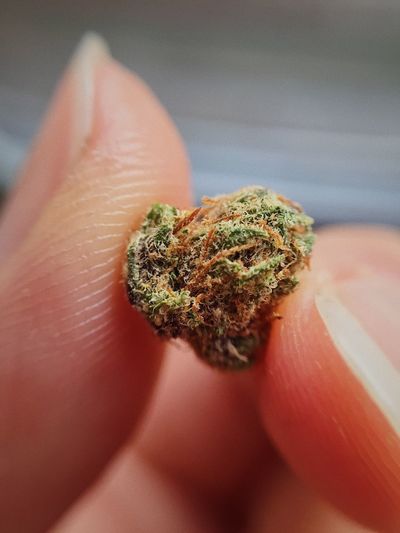 Close-up of person holding marijuana 