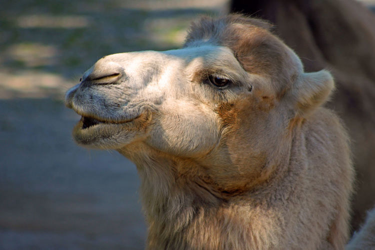 Camel head looking away.