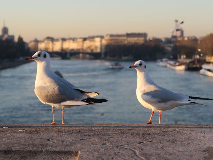 Close-up of seagulls perching on bridge against sky