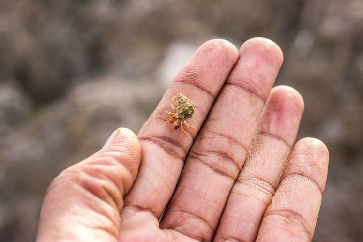 A hermit crab resting on a hand. 