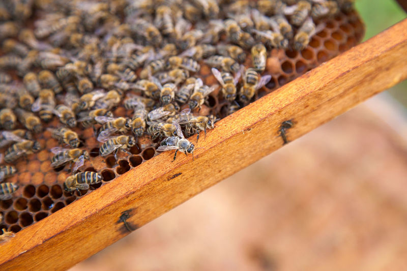 Close-up of bees on honeycomb