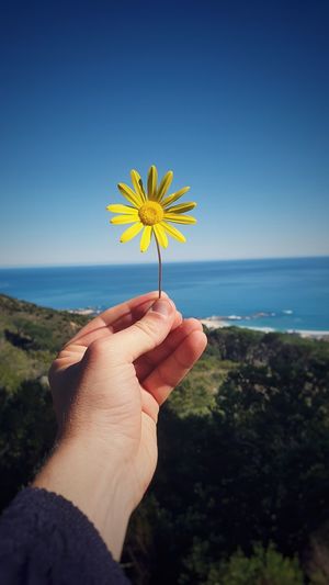 Close-up of hand holding yellow flowering plant against sea