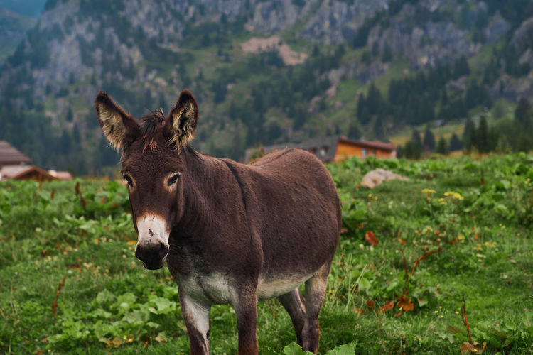 Donkey standing in a field