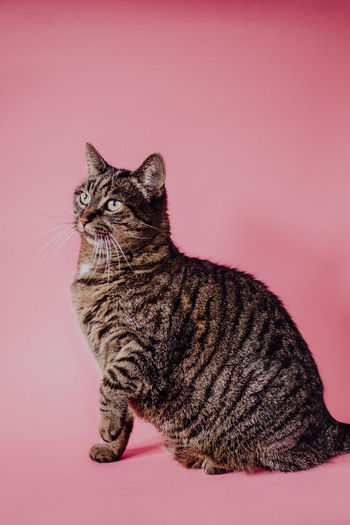 Close-up of a cat against pink background