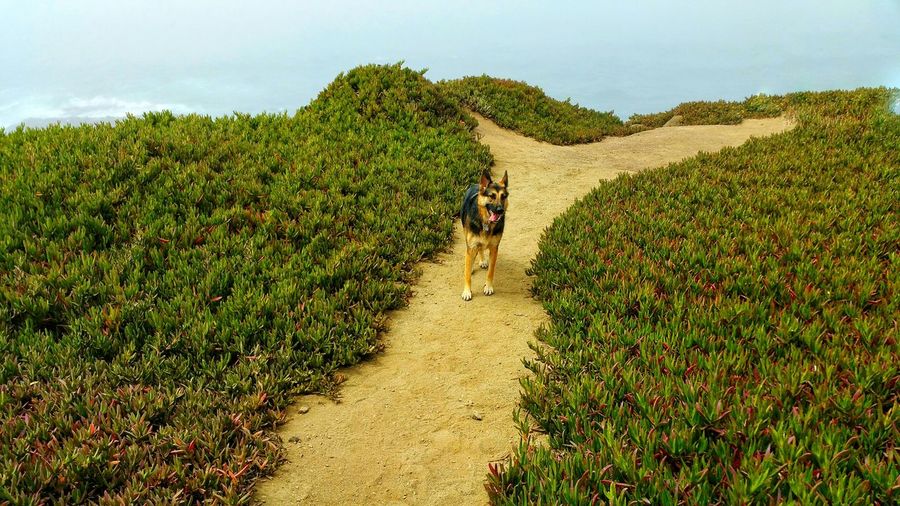 German shepherd on hiking trail above sea. tongue hanging out.