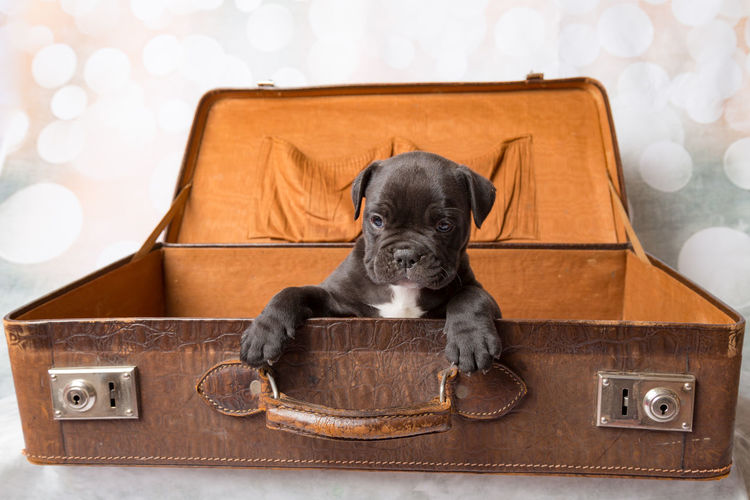 Close-up of dog sitting in luggage