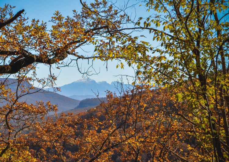 Trees against sky during autumn