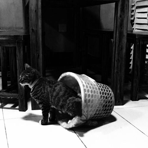 Cat in living room