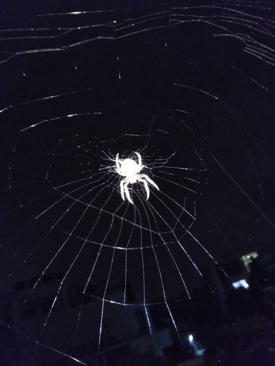 Close-up of spider on web at night