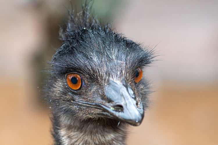 Head shot of an emu 