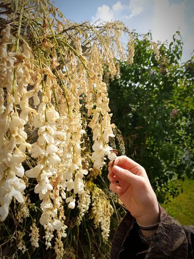 Cropped hand of person holding flowers on trees against sky