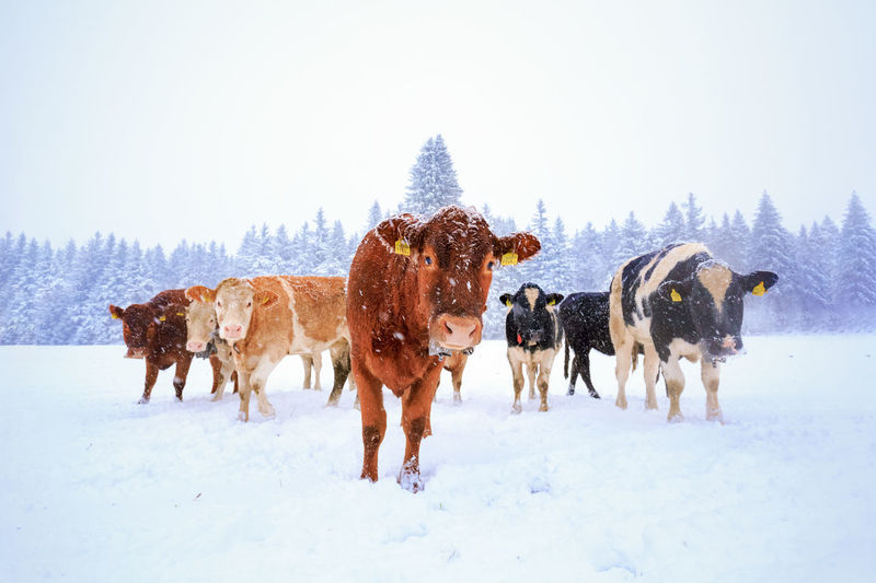 Herd of domestic cows walking on snowy field near pine forest during snowfall in winter countryside
