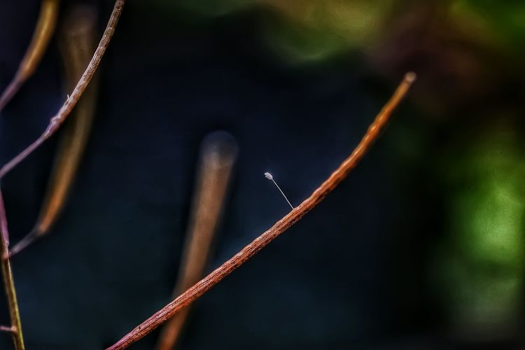 Close-up of brown stem