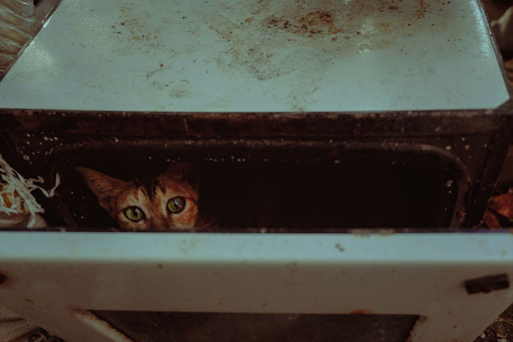 Close-up of cat peeking from metal