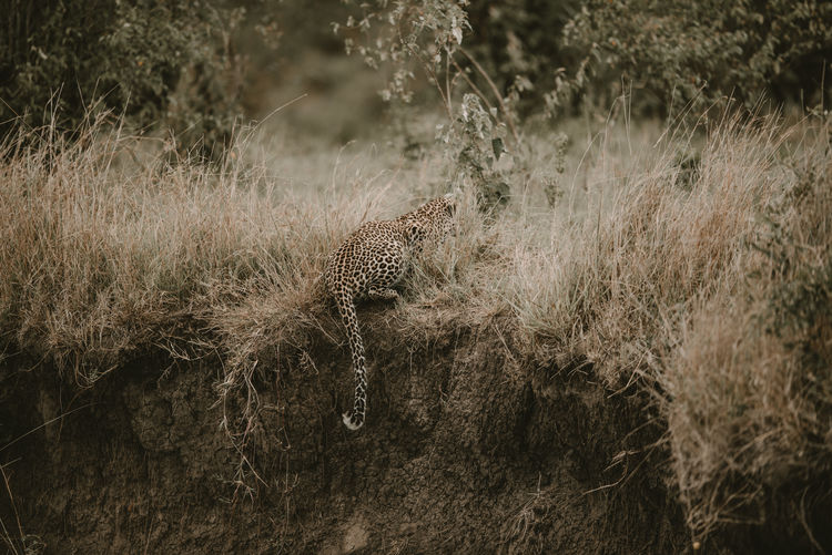 Leopard sitting on field
