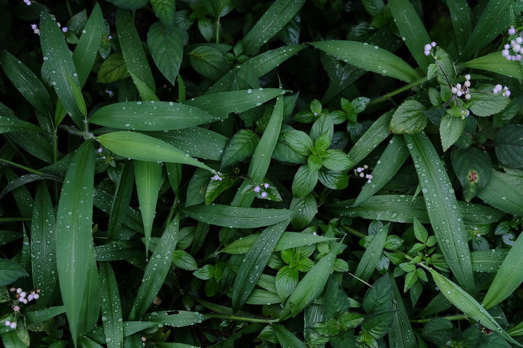 Full frame shot of fresh green plants
