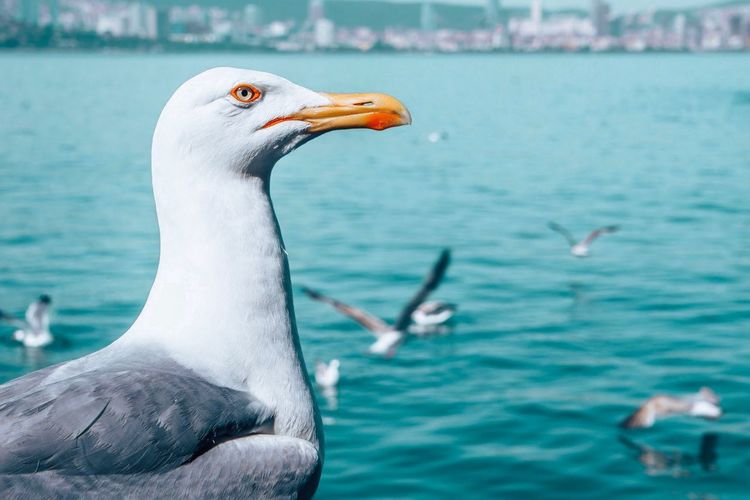 Close-up of seagull swimming in sea