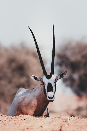 Lone male arabian oryx laying in the shade to escape the midday heat of the desert