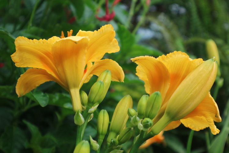 Close-up of yellow lilies