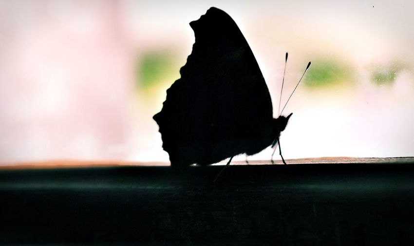 Close-up of butterfly on leaf