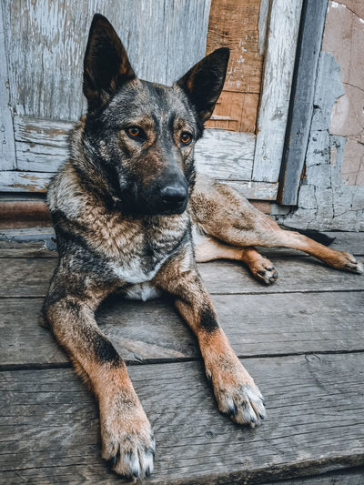 Portrait of dog sitting on wood