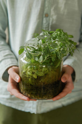 Green fittonia in diy glass phyto terrarium. gardening and phyto design