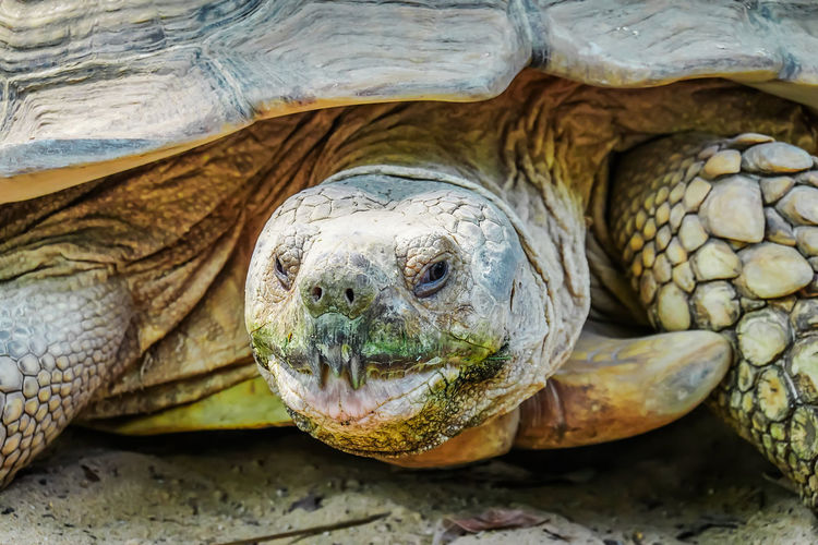 Close-up of a turtle