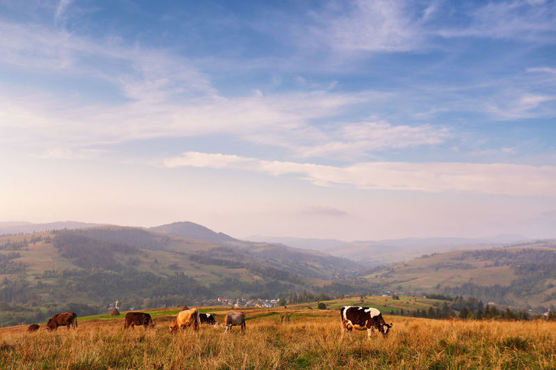 Cows grazing on hill