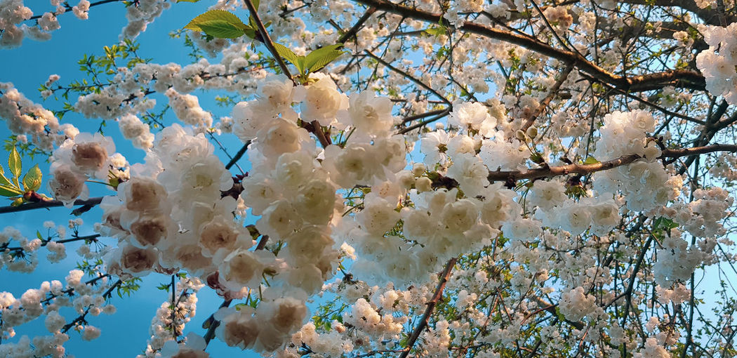 Low angle view of white blossom flowering tree