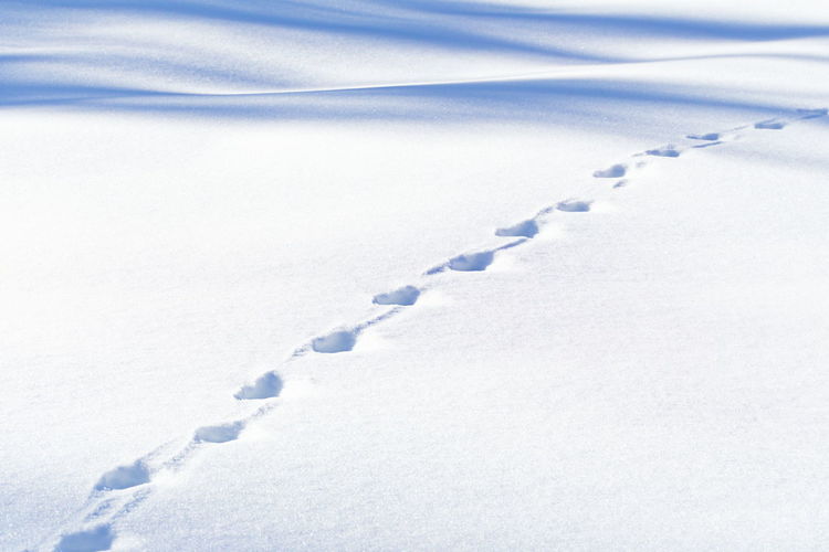 Close-up of footprints on snow covered land