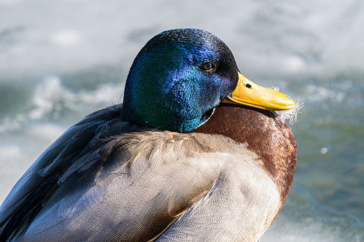 Mallard duck gets a head shot on a sunny day in winter