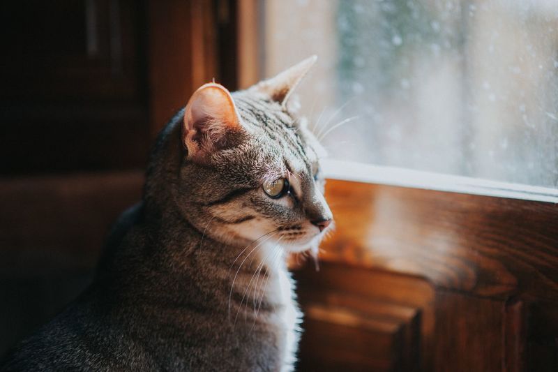 Close-up of a cat looking away at home