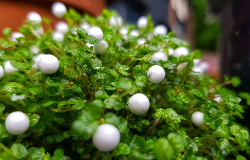 Strange plant with polystyrene balls