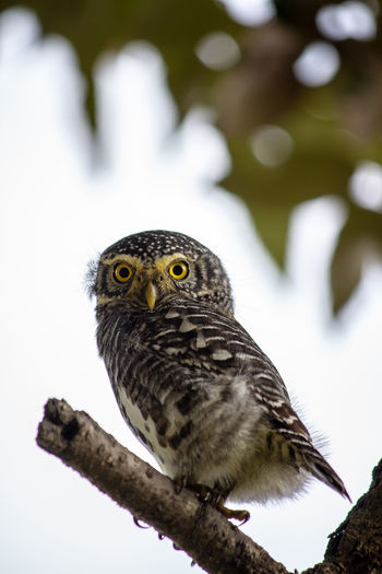 Portrait of collared owlet
