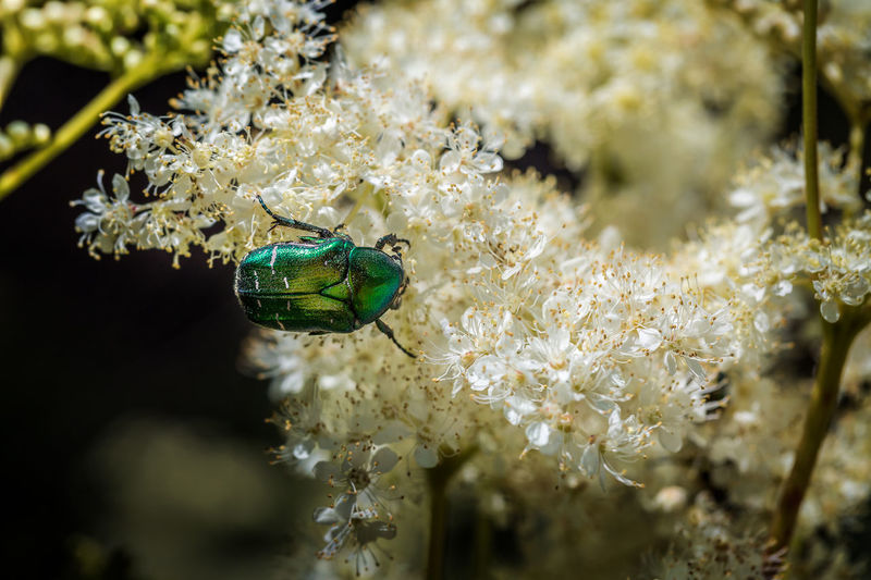 Close-up of insect on flower