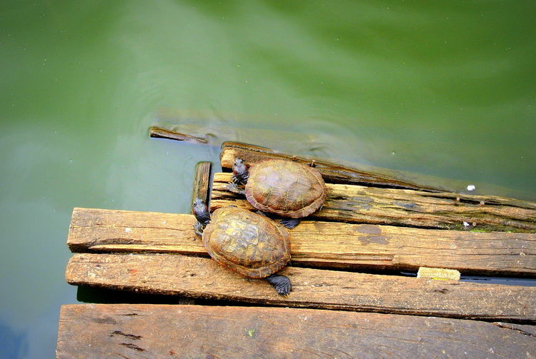 High angle view of shells on pier over lake