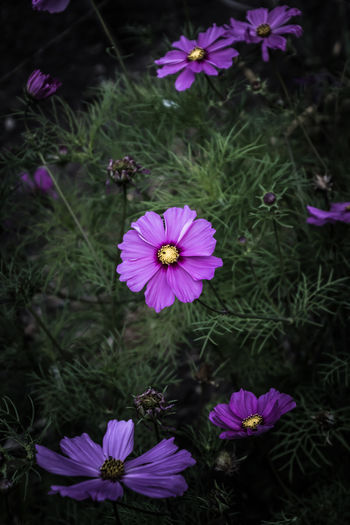 High angle view of cosmos flowers blooming outdoors