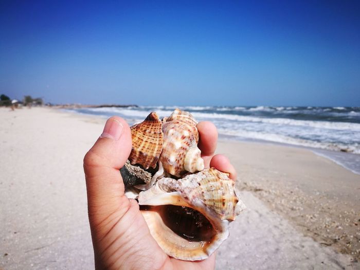 Midsection of person holding shell at beach against sky