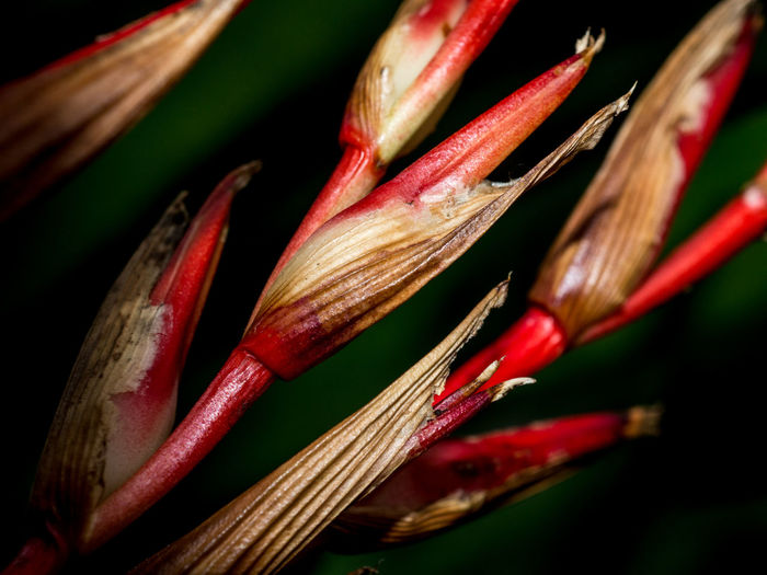 Close-up of red chili peppers on plant against black background