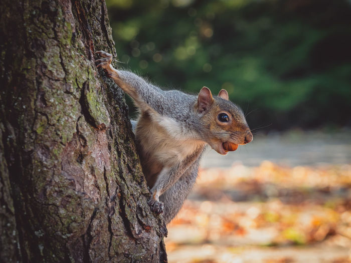 The eastern gray squirrel sciurus carolinensis is a tree squirrel in the genus sciurus.